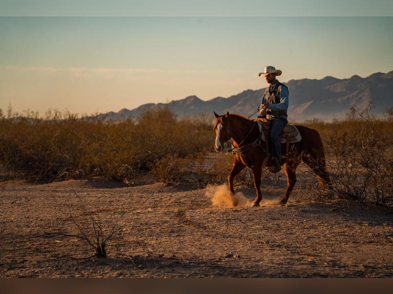 American Quarter Horse Castrone 8 Anni 147 cm Sauro ciliegia in Wittmann, AZ