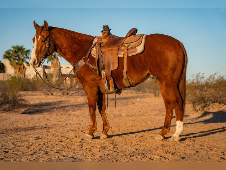 American Quarter Horse Castrone 8 Anni 147 cm Sauro ciliegia in Wittmann, AZ