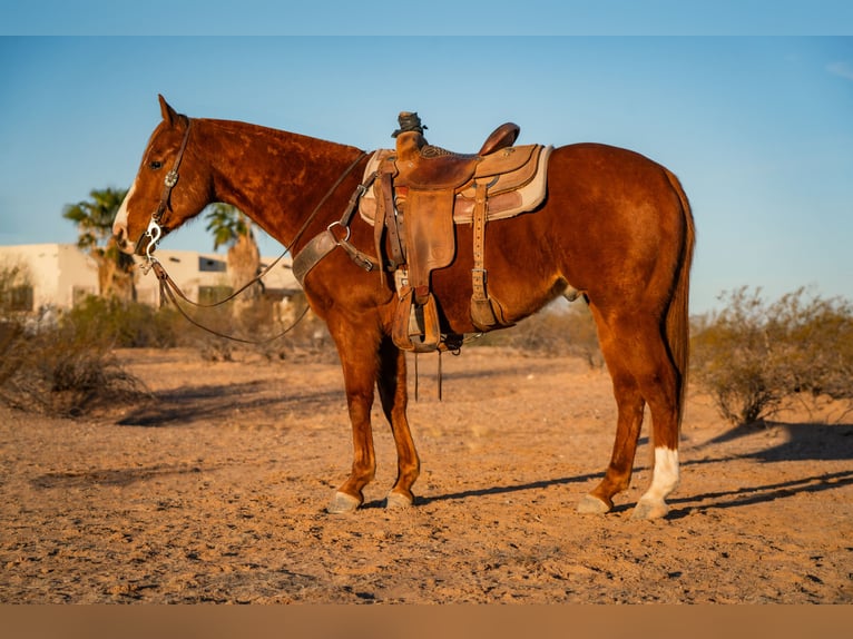 American Quarter Horse Castrone 8 Anni 147 cm Sauro ciliegia in Wittmann, AZ