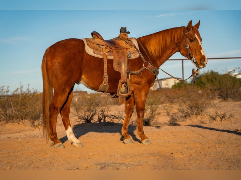 American Quarter Horse Castrone 8 Anni 147 cm Sauro ciliegia in Wittmann, AZ