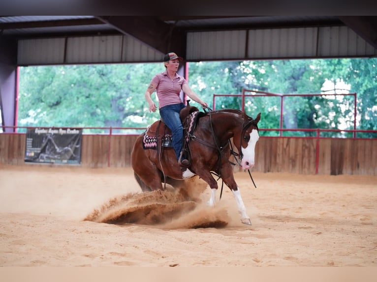 American Quarter Horse Castrone 8 Anni 147 cm Sauro ciliegia in Pilot Point