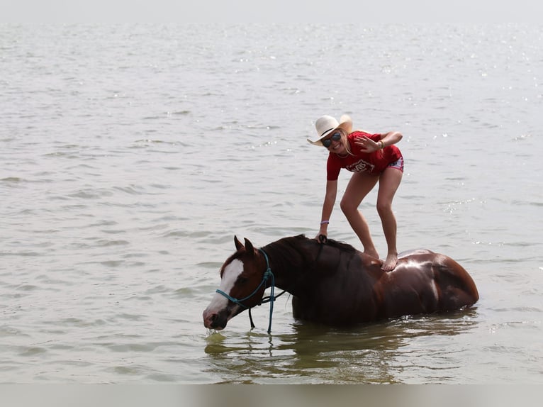 American Quarter Horse Castrone 8 Anni 147 cm Sauro ciliegia in Pilot Point