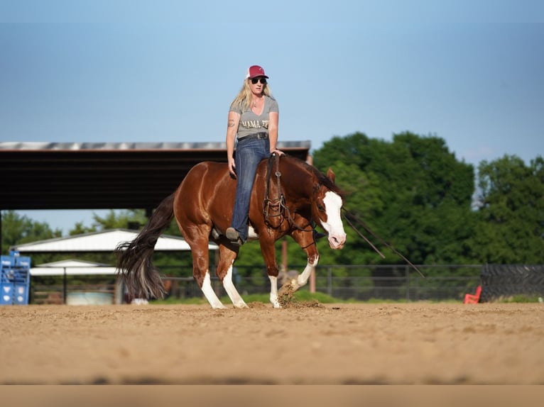 American Quarter Horse Castrone 8 Anni 147 cm Sauro ciliegia in Pilot Point