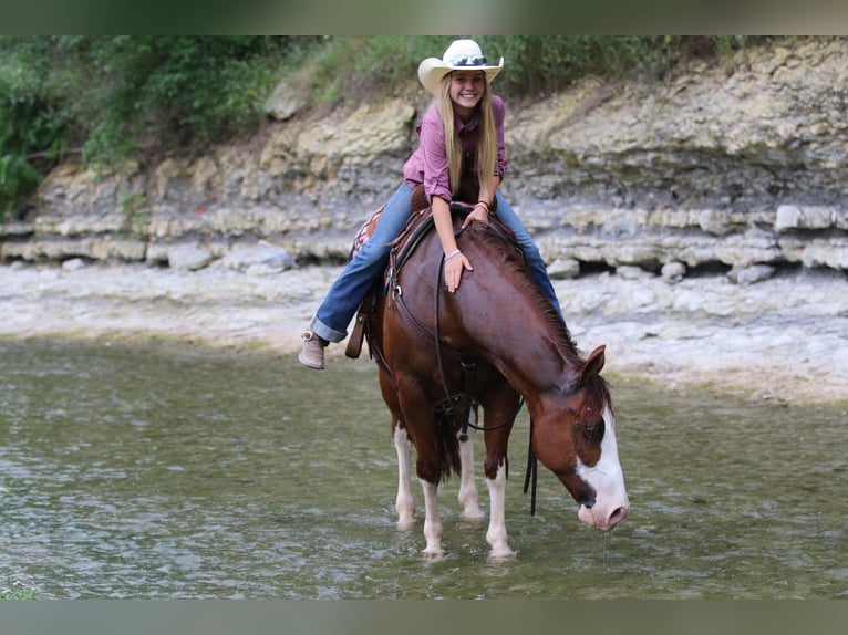 American Quarter Horse Castrone 8 Anni 147 cm Sauro ciliegia in Pilot Point