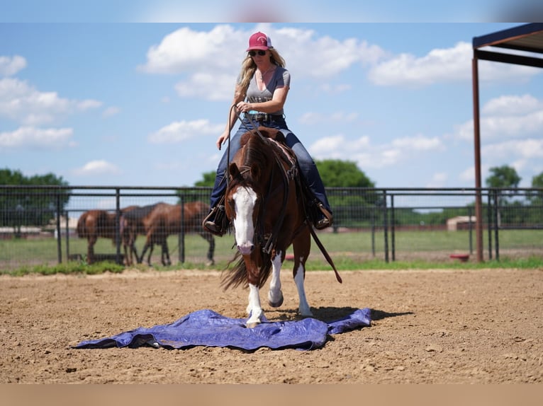 American Quarter Horse Castrone 8 Anni 147 cm Sauro ciliegia in Pilot Point