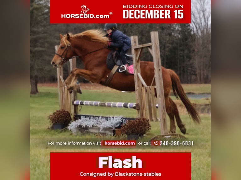 American Quarter Horse Mix Castrone 8 Anni 147 cm Sauro scuro in Howell