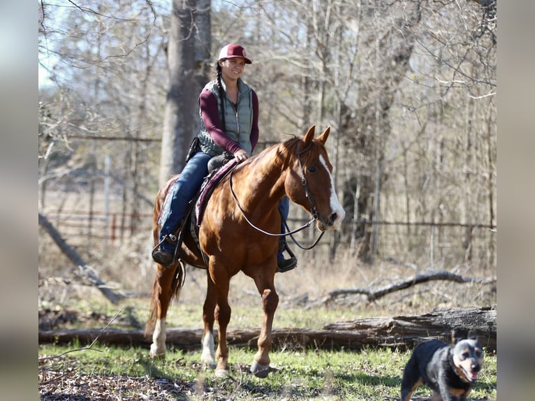 American Quarter Horse Castrone 8 Anni 147 cm Sauro scuro in Athens