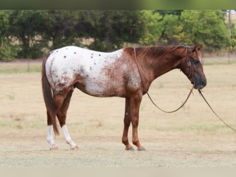 American Quarter Horse Castrone 8 Anni 147 cm Sauro scuro in Gainesville TX