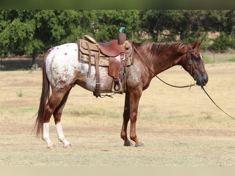 American Quarter Horse Castrone 8 Anni 147 cm Sauro scuro in Gainesville TX