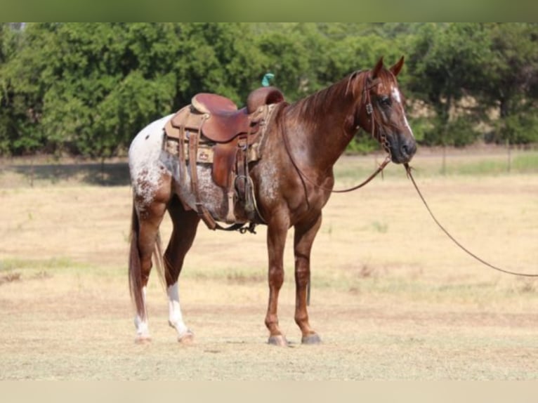 American Quarter Horse Castrone 8 Anni 147 cm Sauro scuro in Gainesville TX