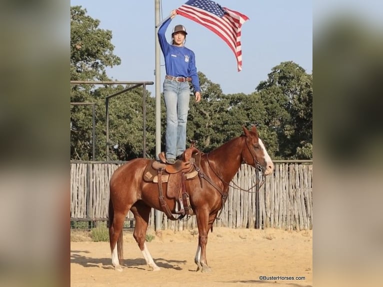 American Quarter Horse Castrone 8 Anni 147 cm Sauro scuro in Weatherford TX