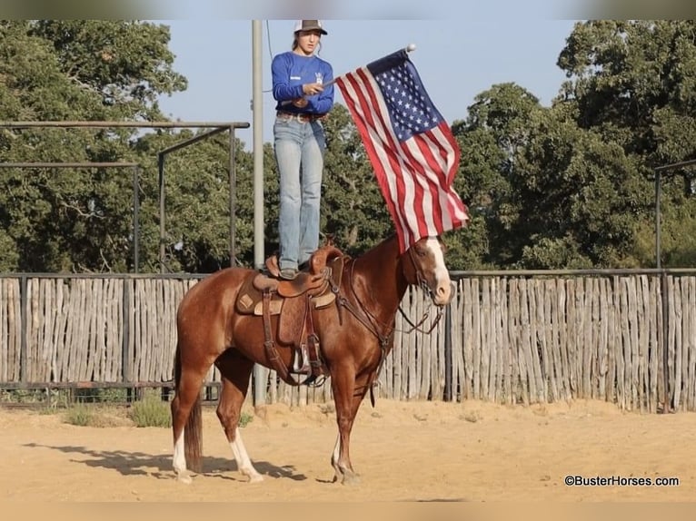 American Quarter Horse Castrone 8 Anni 147 cm Sauro scuro in Weatherford TX