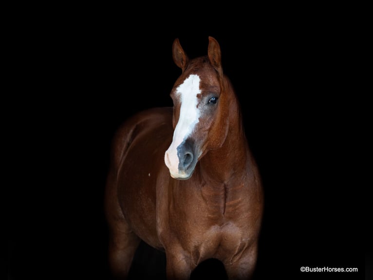 American Quarter Horse Castrone 8 Anni 147 cm Sauro scuro in Weatherford TX