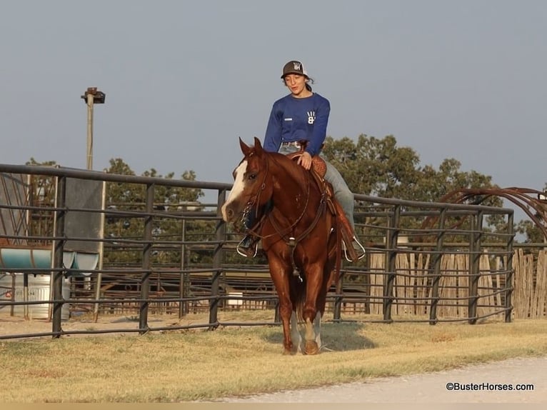 American Quarter Horse Castrone 8 Anni 147 cm Sauro scuro in Weatherford TX