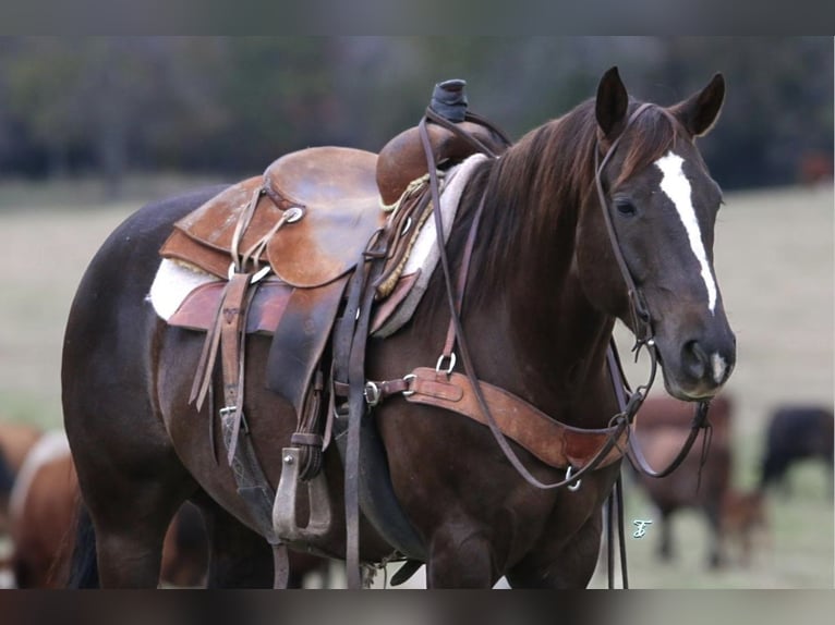 American Quarter Horse Castrone 8 Anni 147 cm Sauro scuro in Kaufman, TX