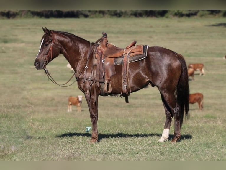 American Quarter Horse Castrone 8 Anni 147 cm Sauro scuro in Kaufman, TX