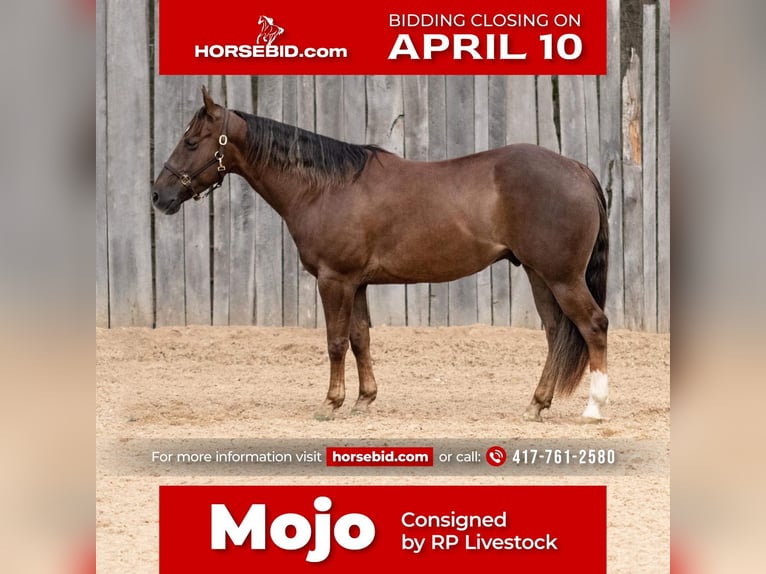 American Quarter Horse Castrone 8 Anni 147 cm Sauro scuro in Buffalo, MO