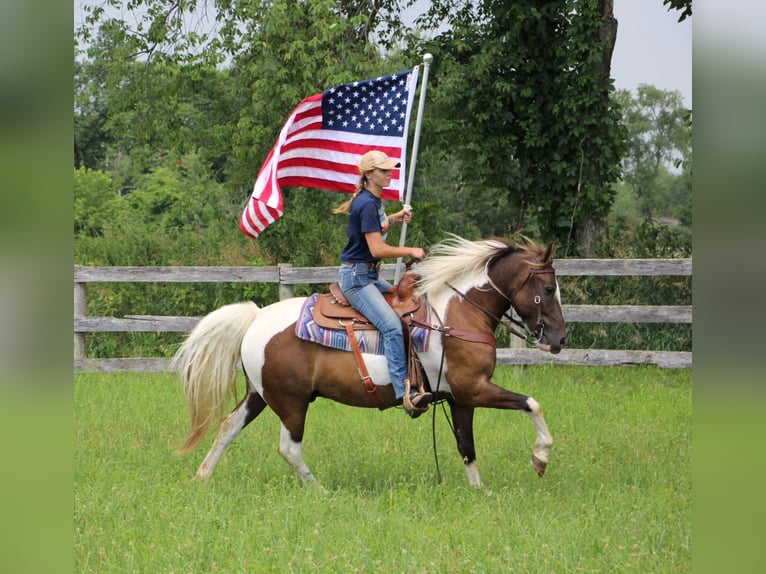 American Quarter Horse Castrone 8 Anni 147 cm Tobiano-tutti i colori in Highland Mi
