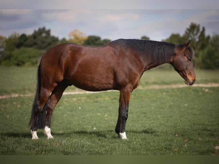American Quarter Horse Mix Castrone 8 Anni 148 cm Baio in Nähe Trier