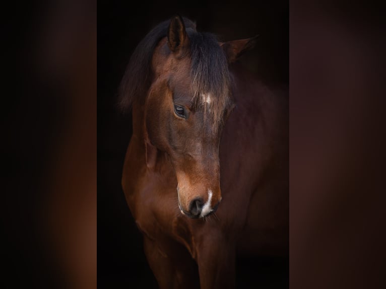 American Quarter Horse Mix Castrone 8 Anni 148 cm Baio in Nähe Trier