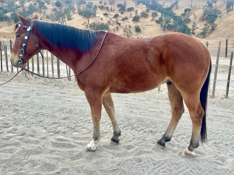 American Quarter Horse Castrone 8 Anni 150 cm Baio ciliegia in Bitterwater CA