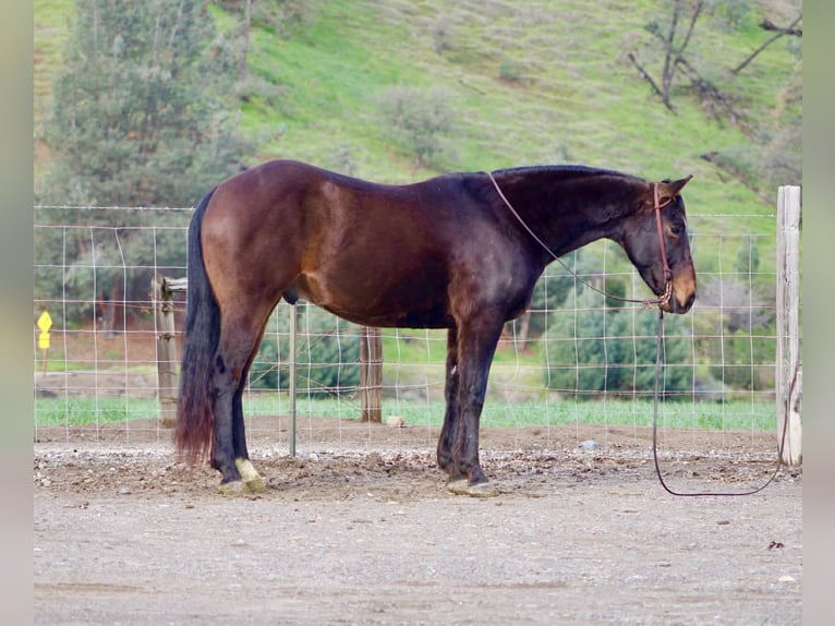 American Quarter Horse Castrone 8 Anni 150 cm Baio ciliegia in Tres Pinos