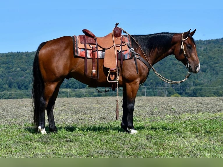 American Quarter Horse Castrone 8 Anni 150 cm Baio ciliegia in Rebersburg, PA