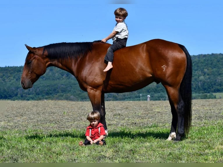 American Quarter Horse Castrone 8 Anni 150 cm Baio ciliegia in Rebersburg, PA