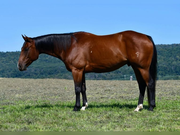 American Quarter Horse Castrone 8 Anni 150 cm Baio ciliegia in Rebersburg, PA