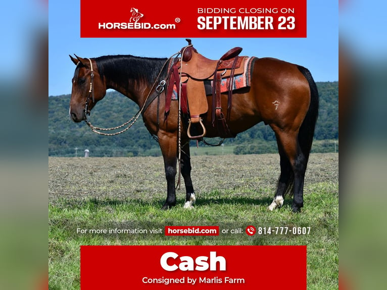 American Quarter Horse Castrone 8 Anni 150 cm Baio ciliegia in Rebersburg, PA