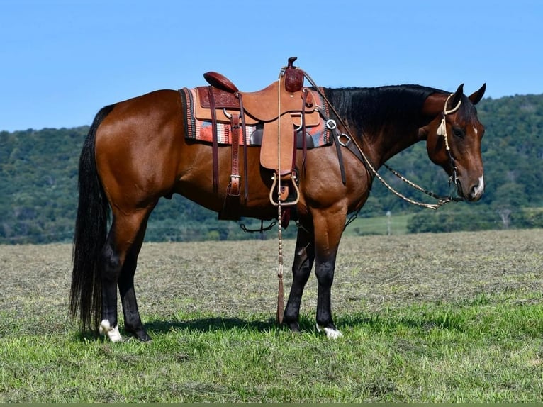 American Quarter Horse Castrone 8 Anni 150 cm Baio ciliegia in Rebersburg, PA