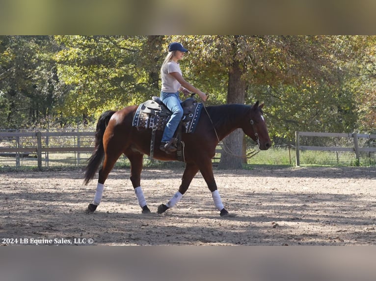 American Quarter Horse Castrone 8 Anni 150 cm Baio ciliegia in Terrell, TX