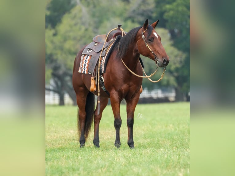 American Quarter Horse Castrone 8 Anni 150 cm Baio ciliegia in Terrell, TX