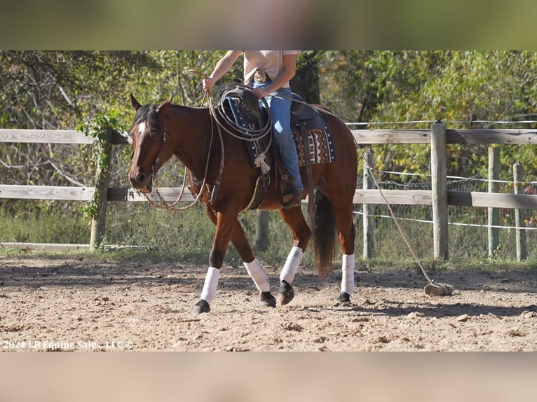 American Quarter Horse Castrone 8 Anni 150 cm Baio ciliegia in Terrell, TX