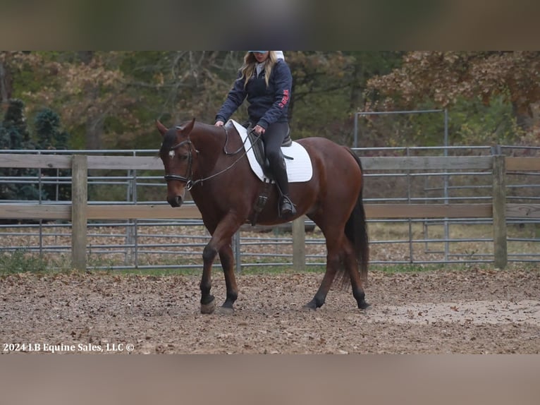 American Quarter Horse Castrone 8 Anni 150 cm Baio ciliegia in Terrell, TX