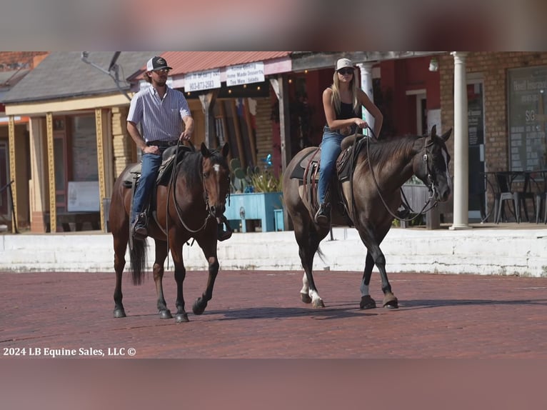 American Quarter Horse Castrone 8 Anni 150 cm Baio ciliegia in Terrell, TX