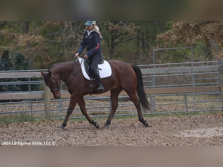 American Quarter Horse Castrone 8 Anni 150 cm Baio ciliegia in Terrell, TX