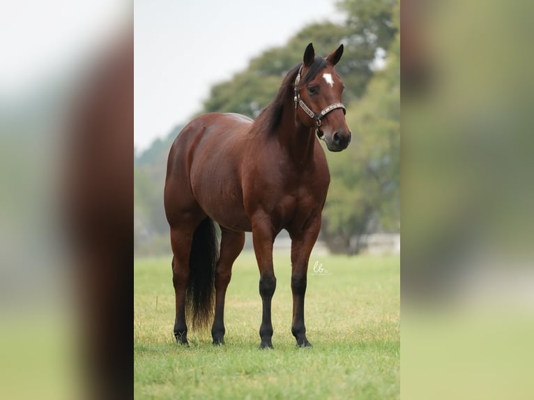 American Quarter Horse Castrone 8 Anni 150 cm Baio ciliegia in Terrell, TX