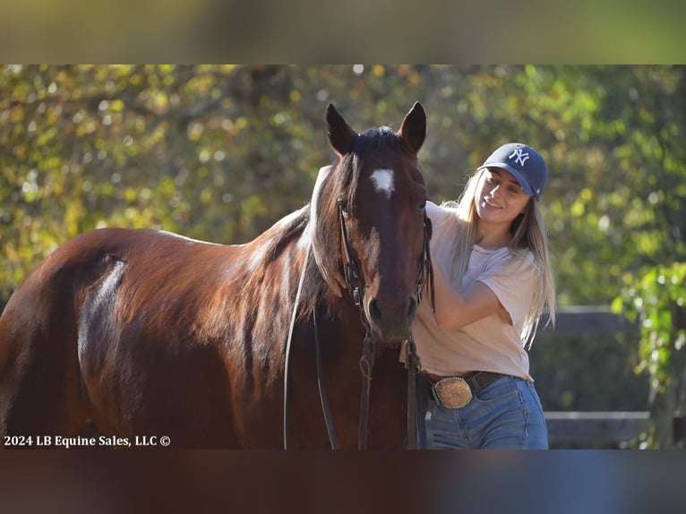 American Quarter Horse Castrone 8 Anni 150 cm Baio ciliegia in Terrell, TX