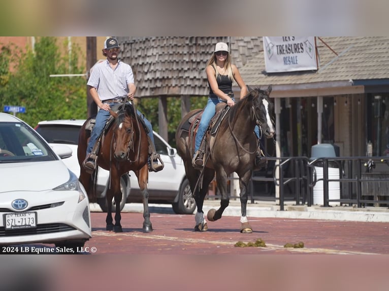 American Quarter Horse Castrone 8 Anni 150 cm Baio ciliegia in Terrell, TX