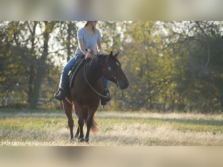 American Quarter Horse Castrone 8 Anni 150 cm Baio ciliegia in Terrell, TX