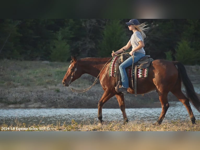 American Quarter Horse Castrone 8 Anni 150 cm Baio ciliegia in Terrell, TX