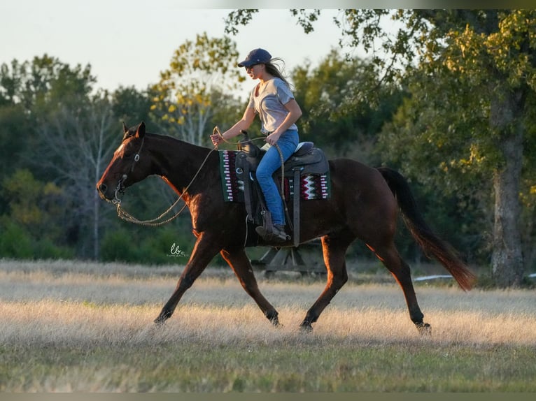 American Quarter Horse Castrone 8 Anni 150 cm Baio ciliegia in Terrell, TX