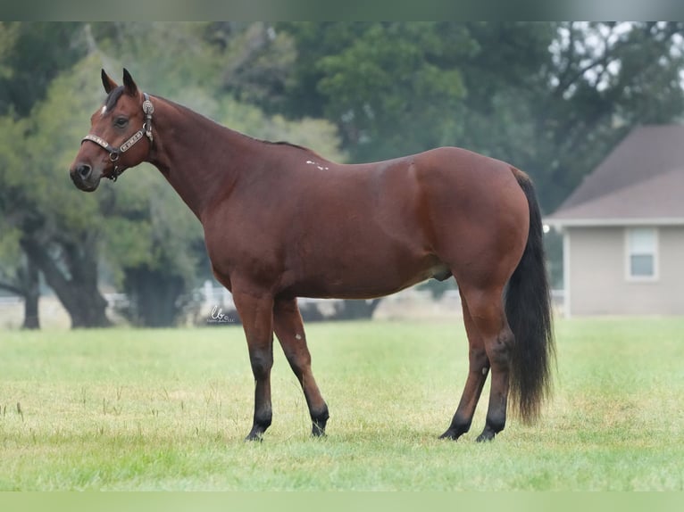 American Quarter Horse Castrone 8 Anni 150 cm Baio ciliegia in Terrell, TX