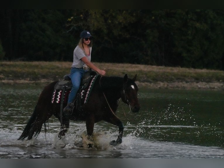 American Quarter Horse Castrone 8 Anni 150 cm Baio ciliegia in Terrell, TX