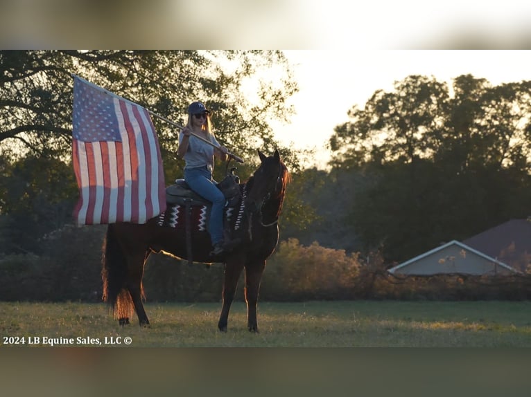 American Quarter Horse Castrone 8 Anni 150 cm Baio ciliegia in Terrell, TX