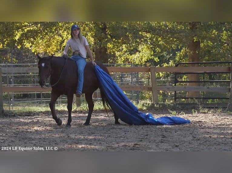 American Quarter Horse Castrone 8 Anni 150 cm Baio ciliegia in Terrell, TX