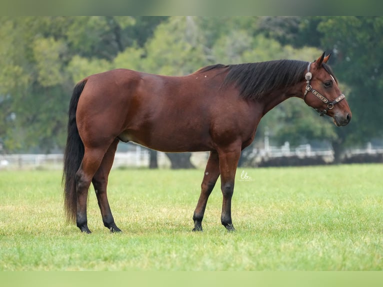 American Quarter Horse Castrone 8 Anni 150 cm Baio ciliegia in Terrell, TX