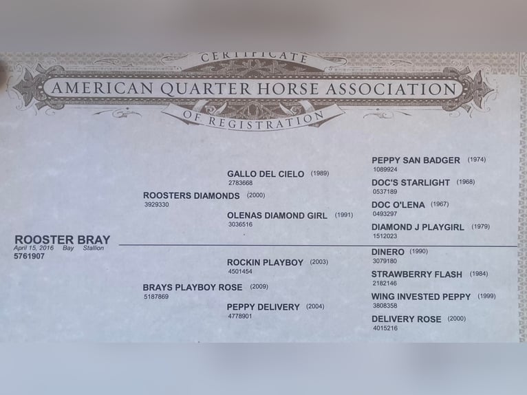 American Quarter Horse Castrone 8 Anni 150 cm Baio ciliegia in Jacksboro Tx