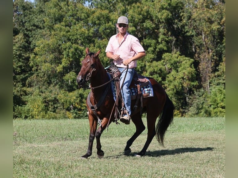 American Quarter Horse Castrone 8 Anni 150 cm Baio ciliegia in Somerset KY